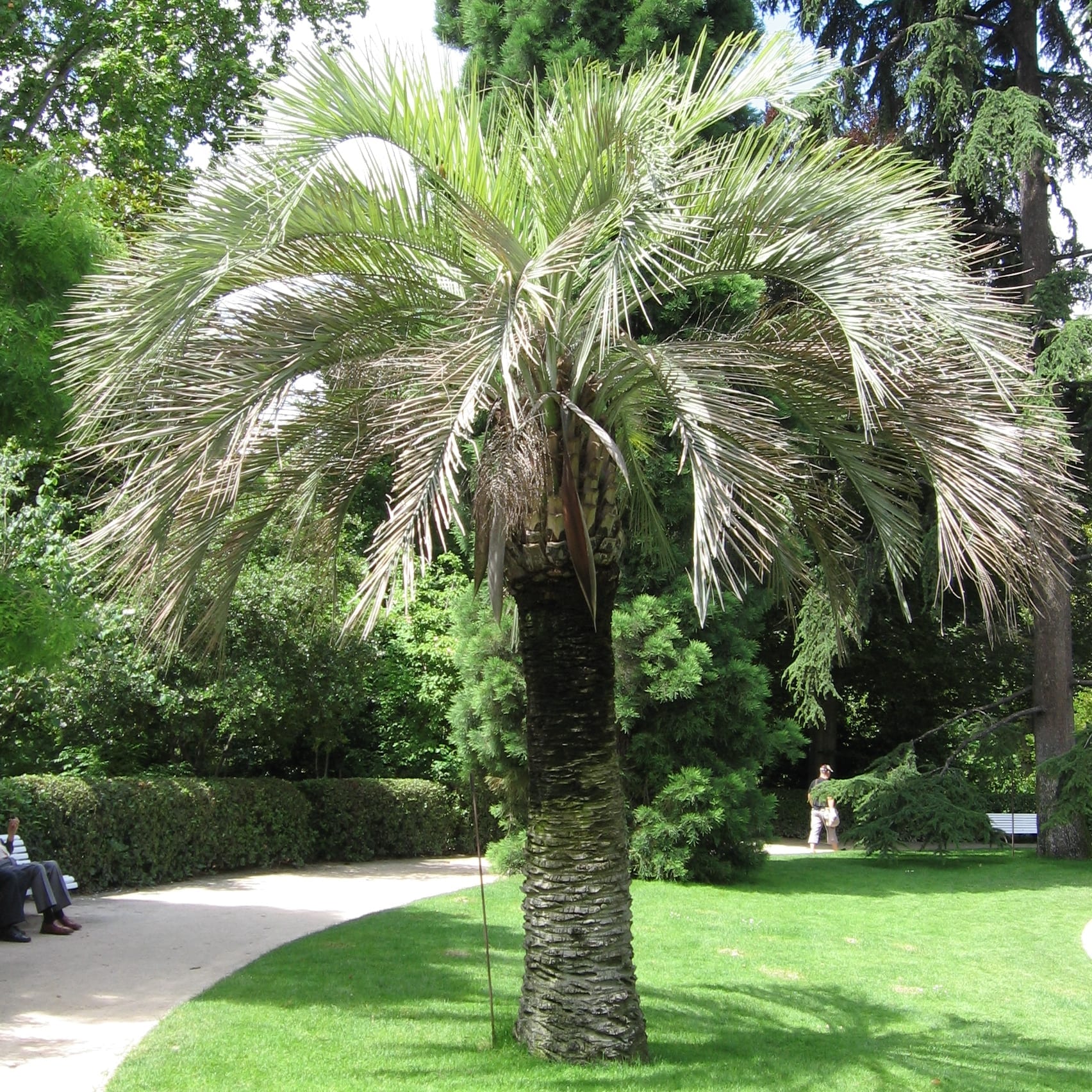 Butia capitata, la palmera de la jalea resistente al frío