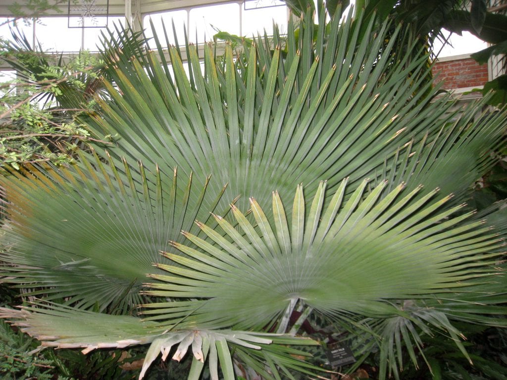 Palmera Copernicia: características, especies y cuidados