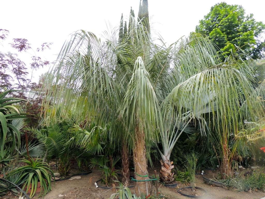 Parajubaea sunkha: palmera andina resistente al frío