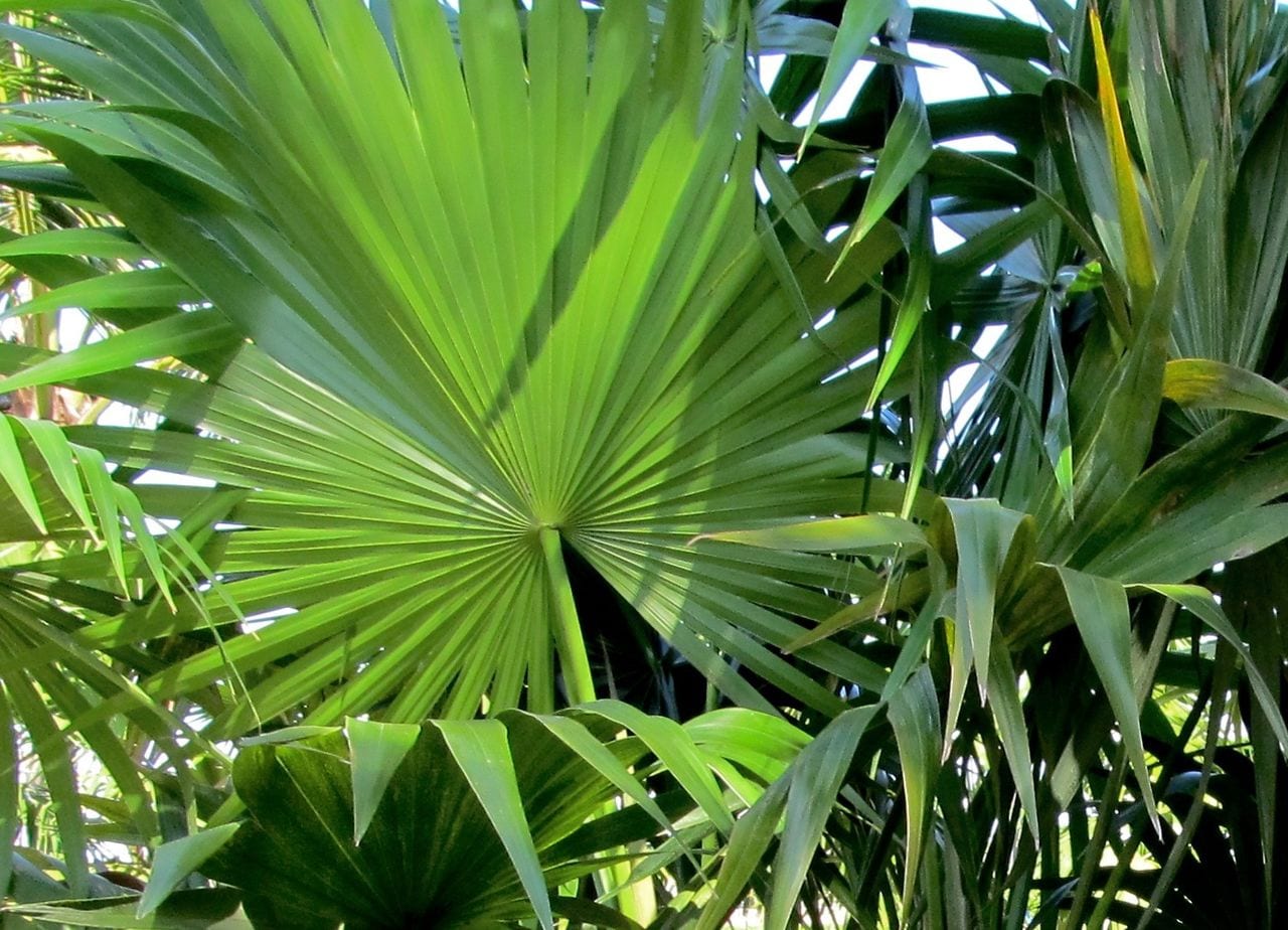 Thrinax radiata: guía de cultivo de la pelambrera de Florida