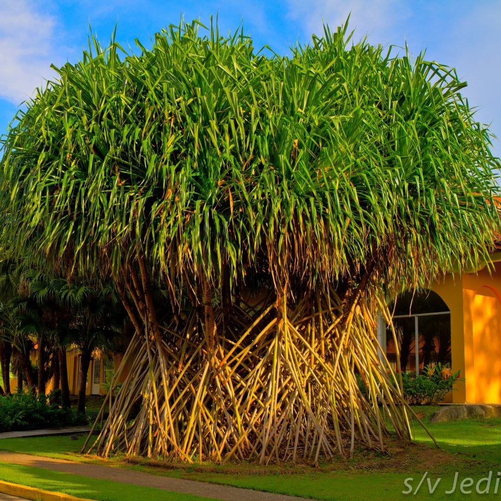 Socratea exorrhiza, la palmera zancona que no camina