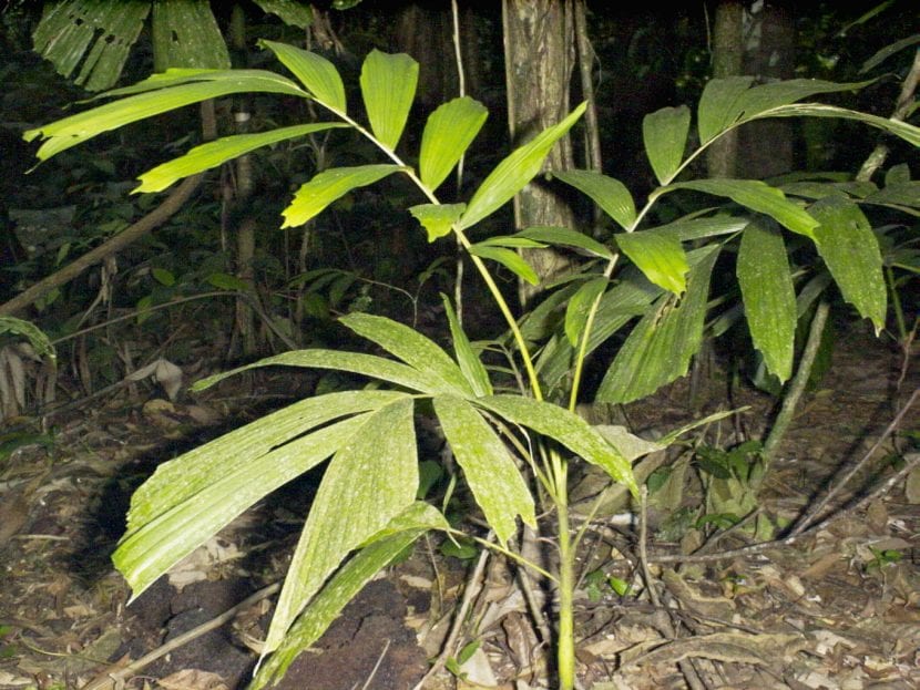 Plántula joven de Socratea exorrhiza en cultivo