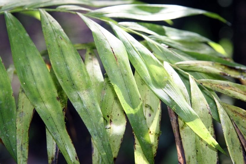 Hojas dañadas de Chamaedorea elegans con síntomas de estrés y plagas