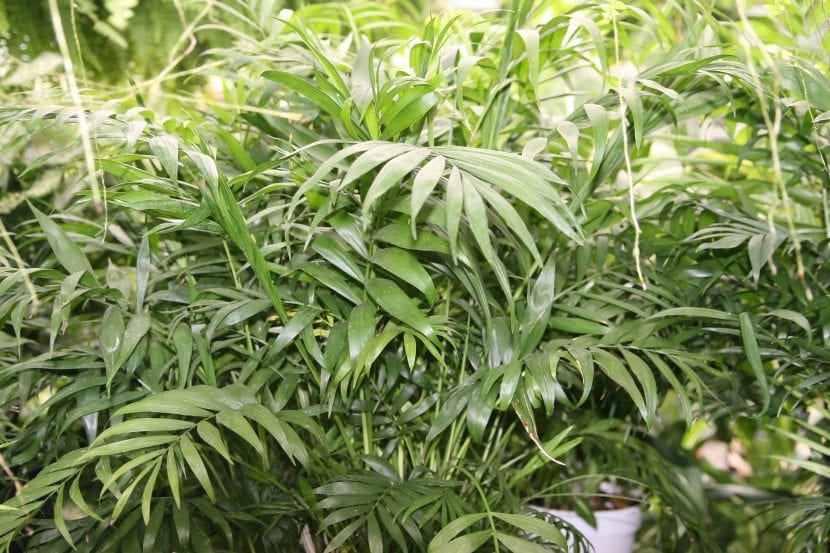Ejemplar de Chamaedorea elegans o palmera de salón cultivado en maceta