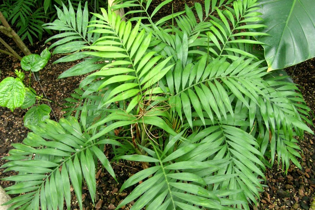 Chamaedorea elegans: cuidados de la palmera de salón