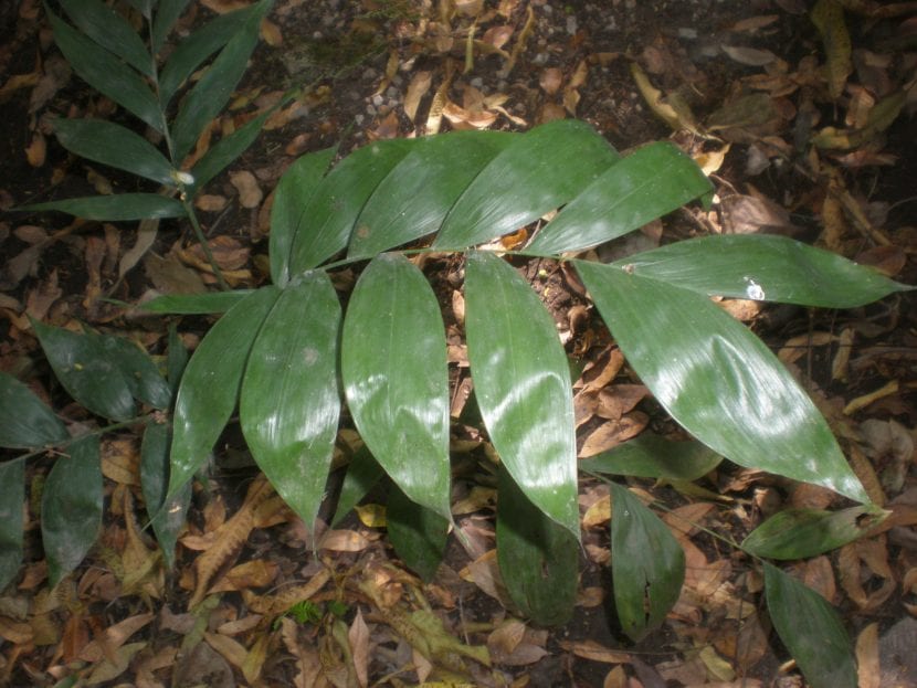 Palmera Chamaedorea oblongata con sus folíolos anchos y oscuros