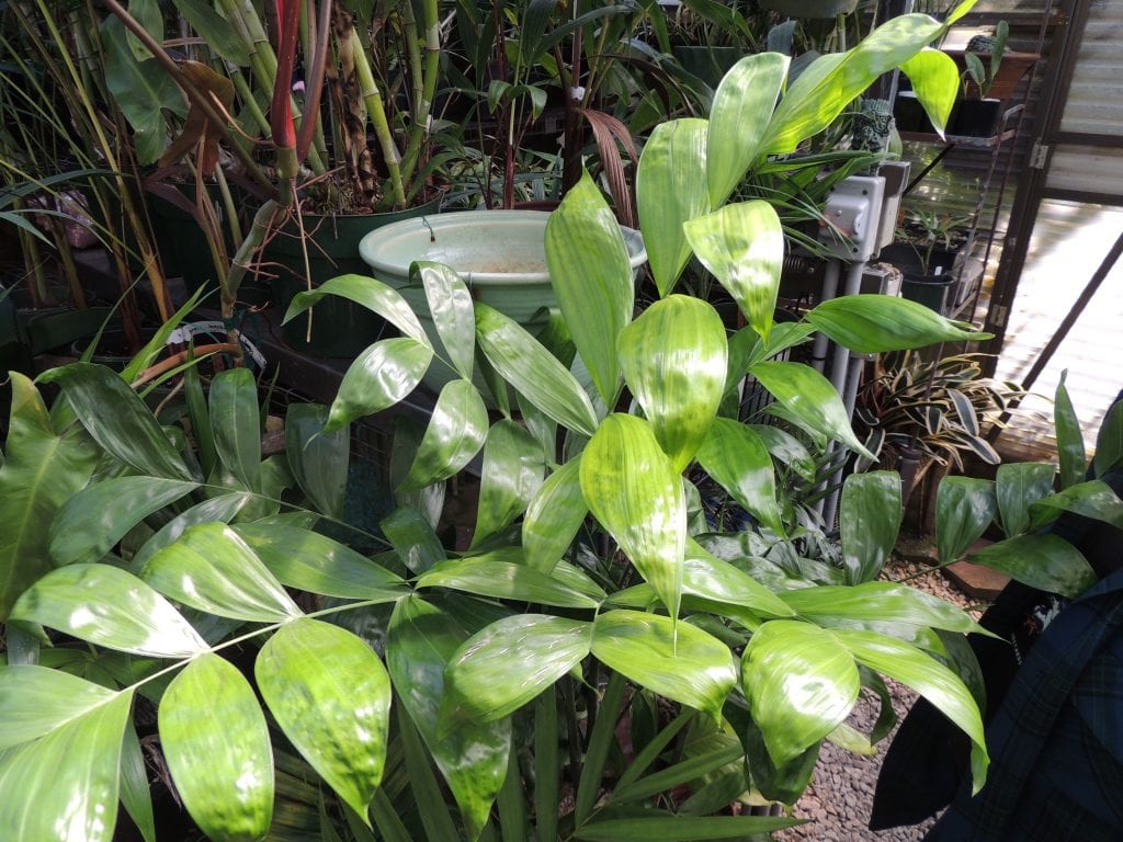 Chamaedorea oblongata: guía de cultivo del tepejilote