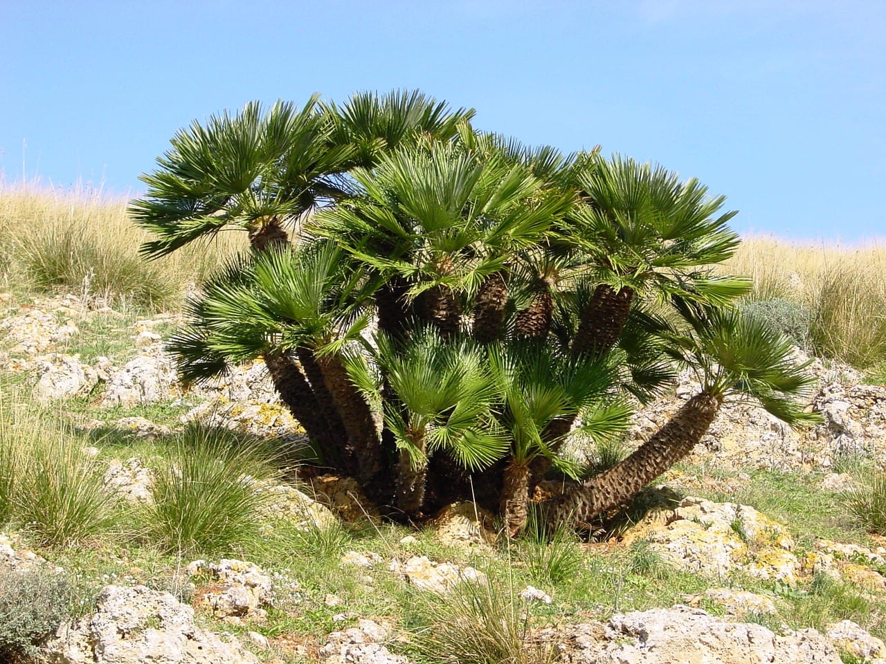 Chamaerops humilis: guía de cultivo del palmito