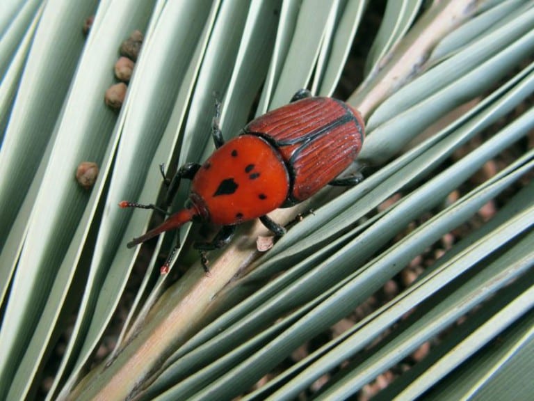 Picudo rojo, plaga que también ataca al Chamaerops humilis