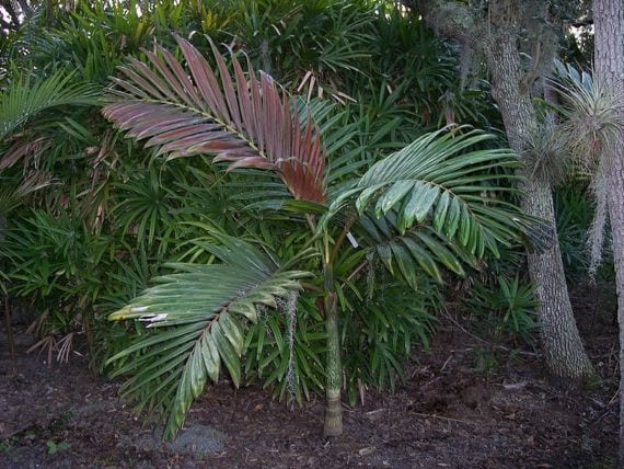 Ejemplar de Chambeyronia macrocarpa con su corona de hojas pinnadas