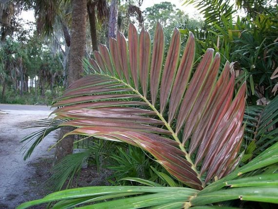 Hoja nueva de color rojo emergiendo en el capitel de la palmera