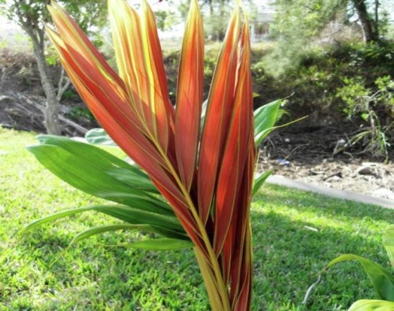 Chambeyronia macrocarpa: cultivo de la palmera de hoja roja