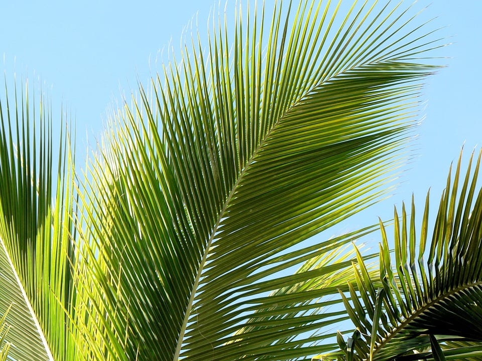 Tipos de palmeras: clasificación por tronco, hoja y rusticidad