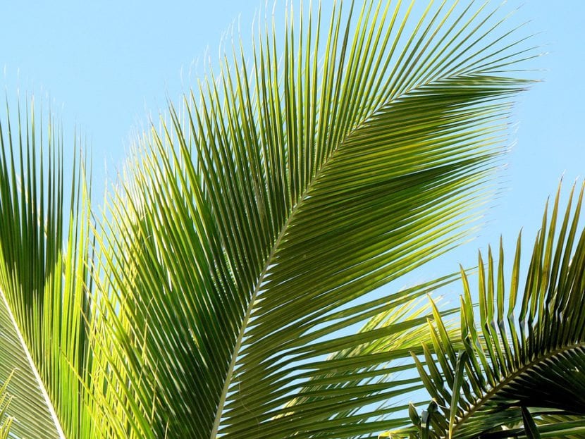 Detalle de una hoja de palmera con sus folíolos