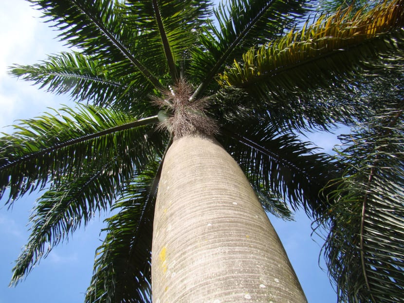 Tronco anillado de una palmera del género Syagrus