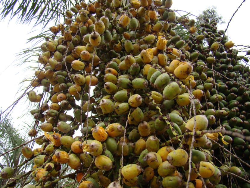 Racimo de frutos anaranjados de Syagrus romanzoffiana