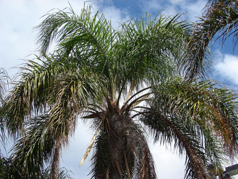 Hojas plumosas de Syagrus romanzoffiana vistas desde abajo