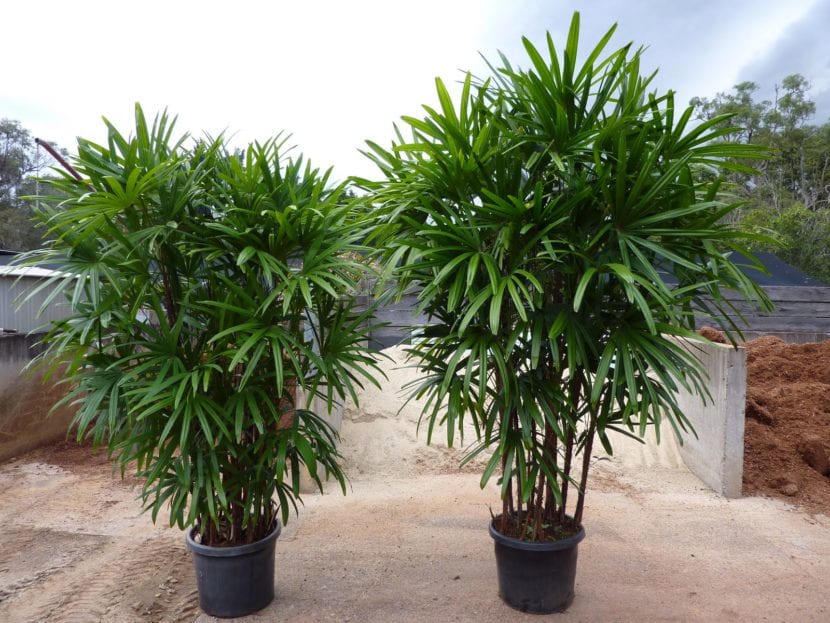 Rhapis excelsa o palmera bambú en maceta de interior