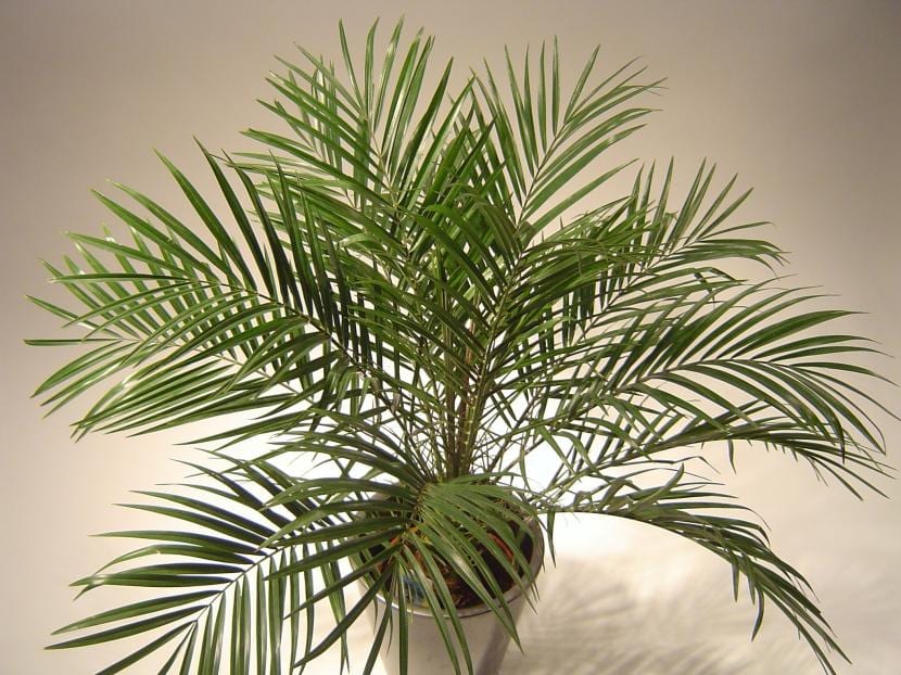 Qué maceta necesita una palmera: material, tamaño y drenaje