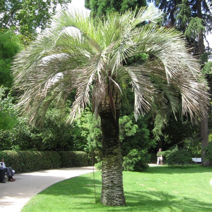 Ejemplar de Butia capitata