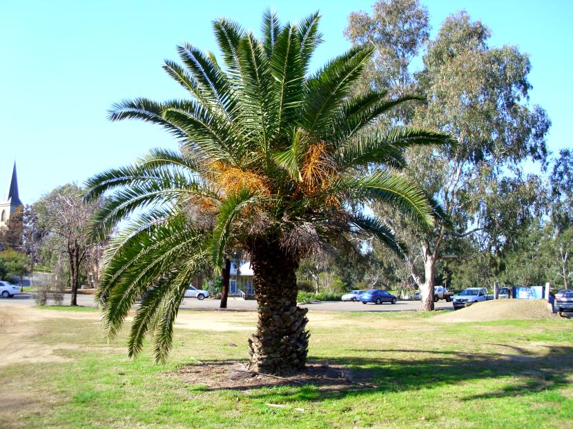 Ejemplar adulto de Phoenix canariensis con la copa completa