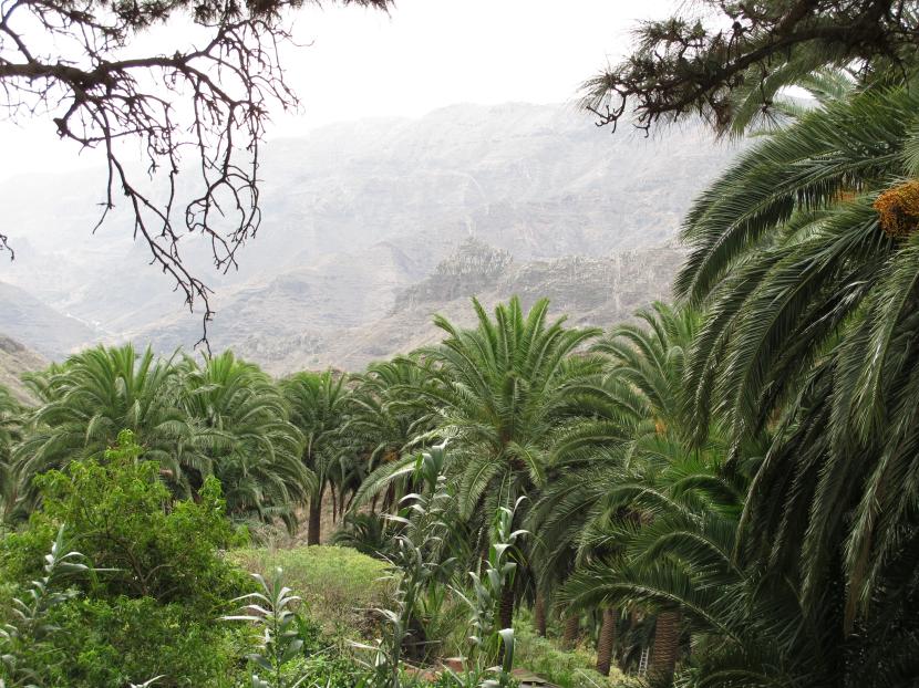 Palmeras canarias en su hábitat natural del archipiélago