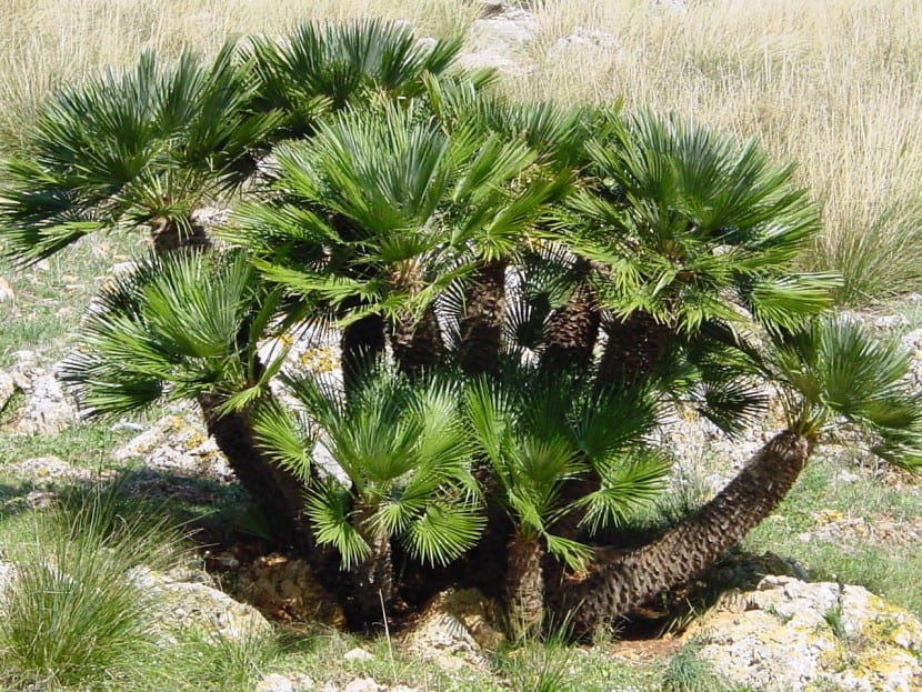 Ejemplar de Chamaerops humilis con varios troncos