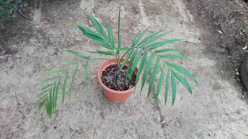 Palmera de interior de porte fino en maceta