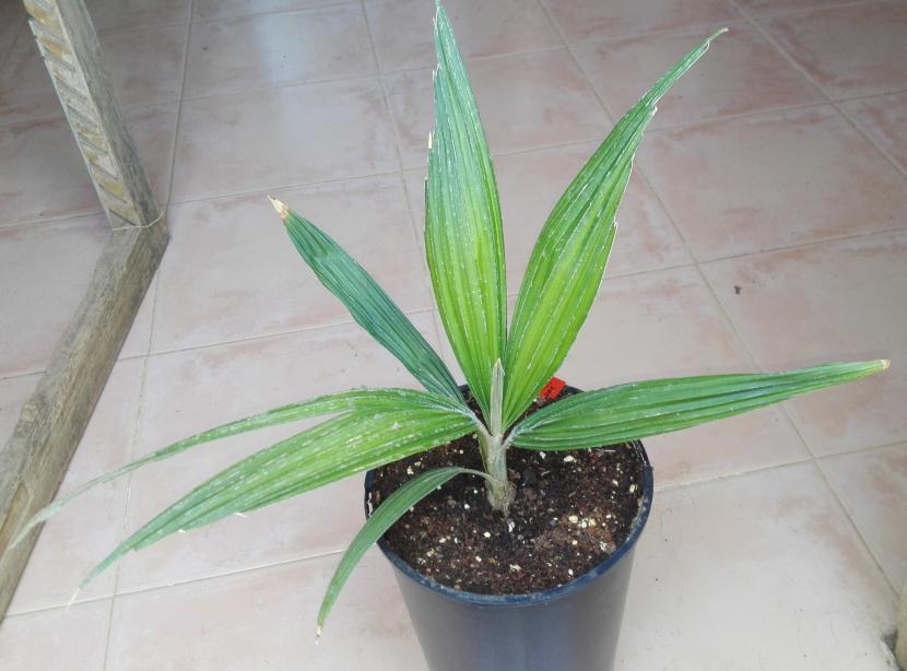 Comprar una palmera sin equivocarse: guía práctica