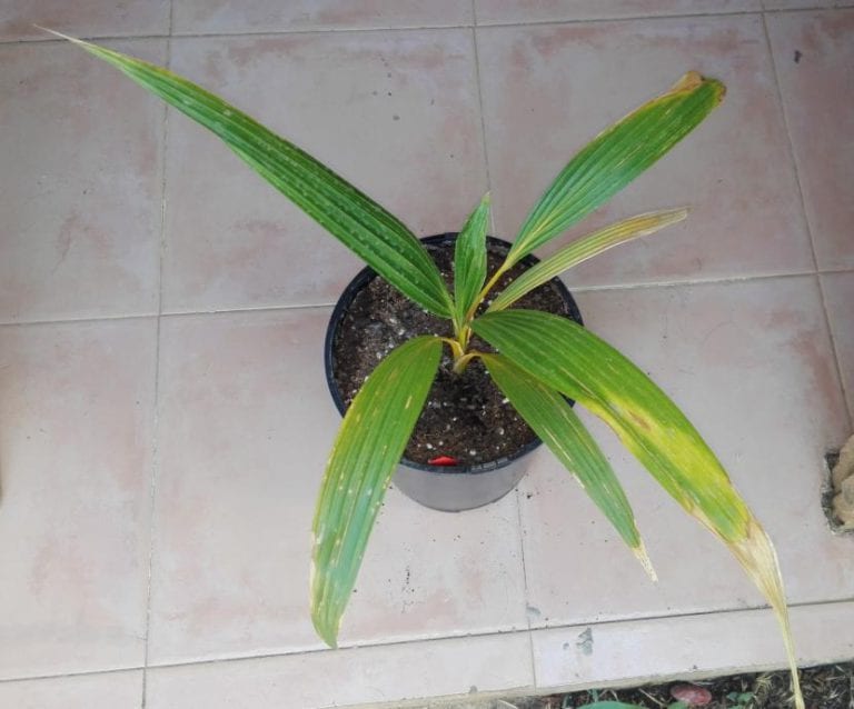Palmera joven cultivada en vivero