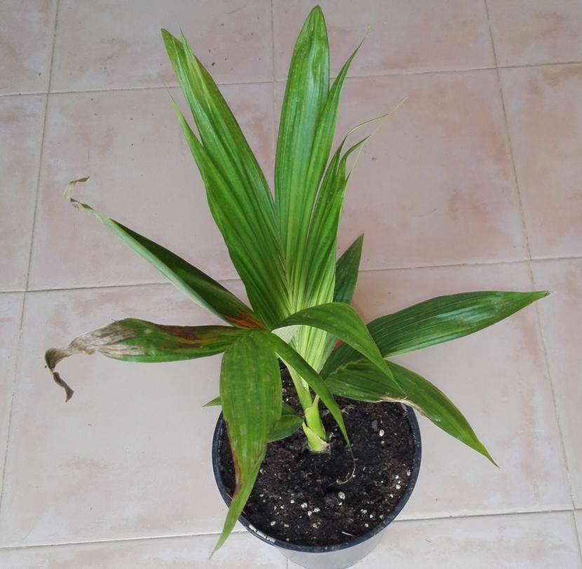 Comprar palmeras: qué revisar antes de pagar en el vivero