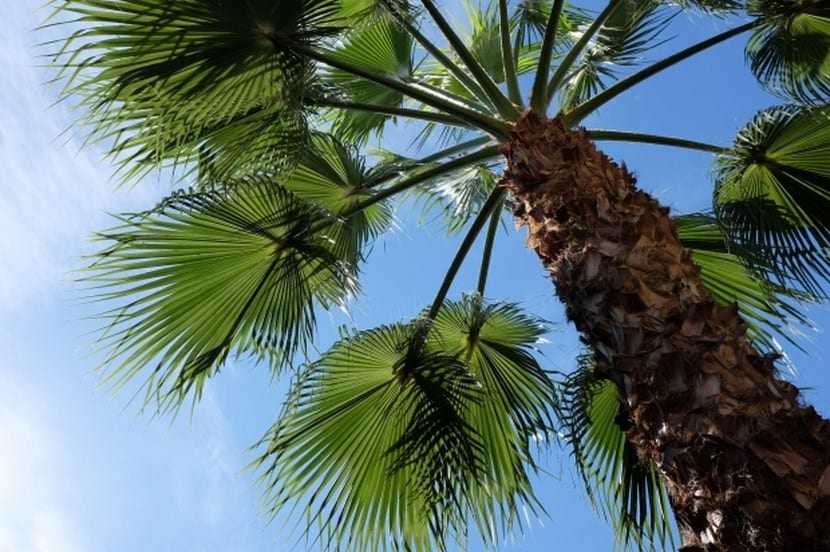 Cuidados de las palmeras: tamaño, riego, abono y poda