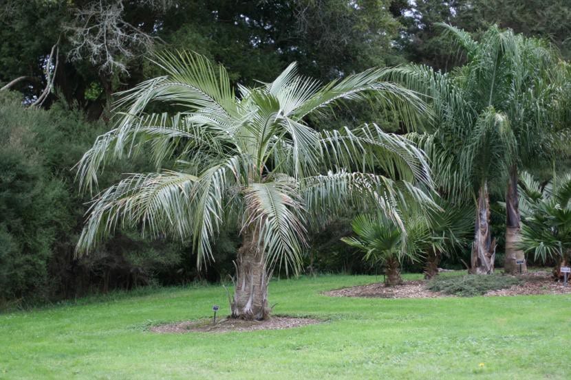 Ejemplar joven de Parajubaea cocoides en cultivo
