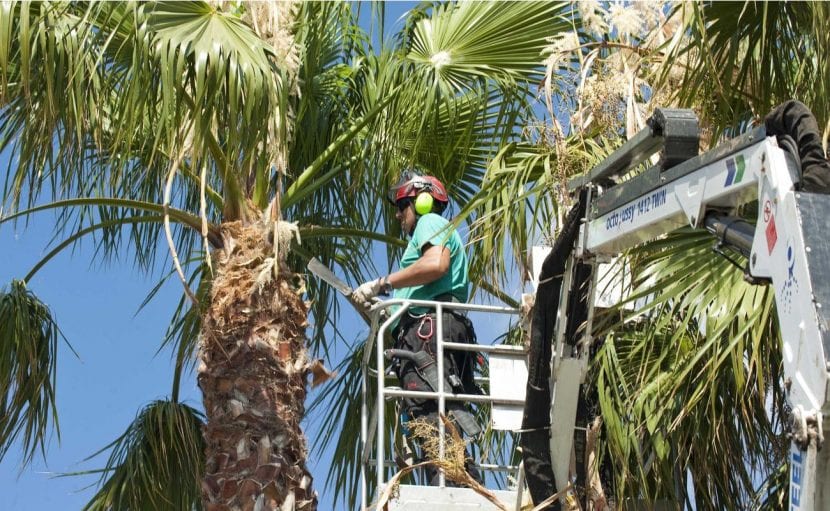 Trabajos de poda en una palmera adulta