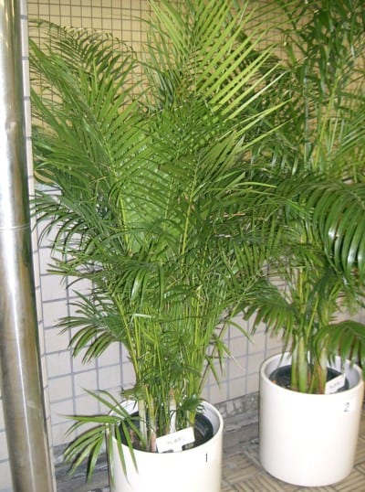 Ejemplar de Dypsis lutescens con sus característicos tallos múltiples