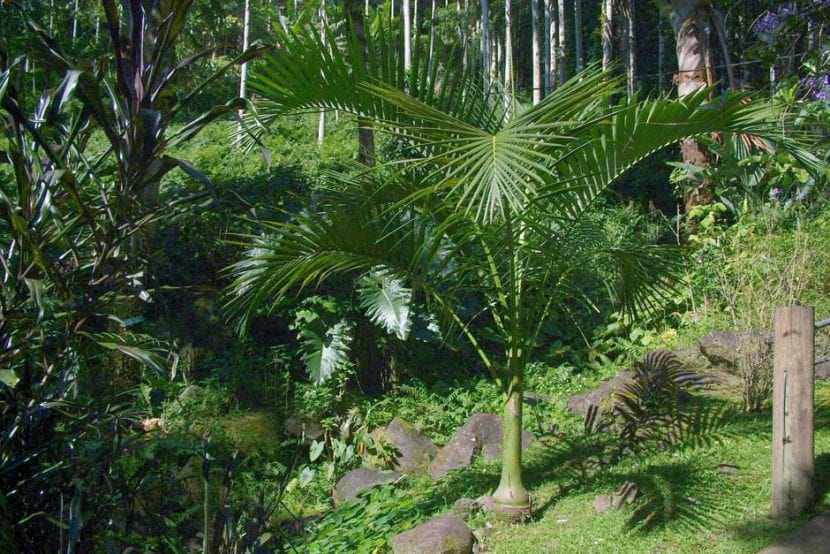 Ejemplar joven de Carpoxylon macrospermum