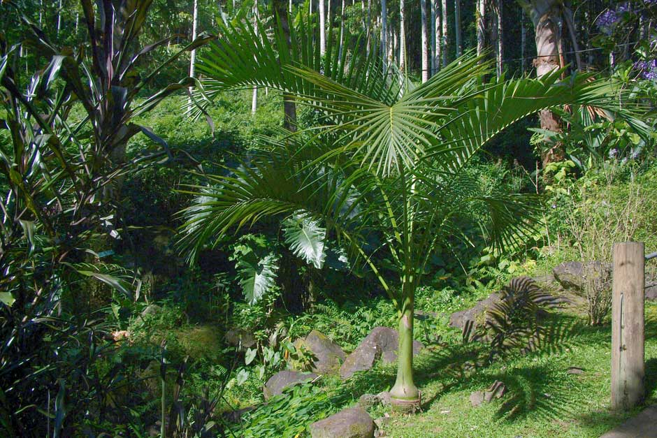 Carpoxylon macrospermum: cuidados de la palmera de Vanuatu