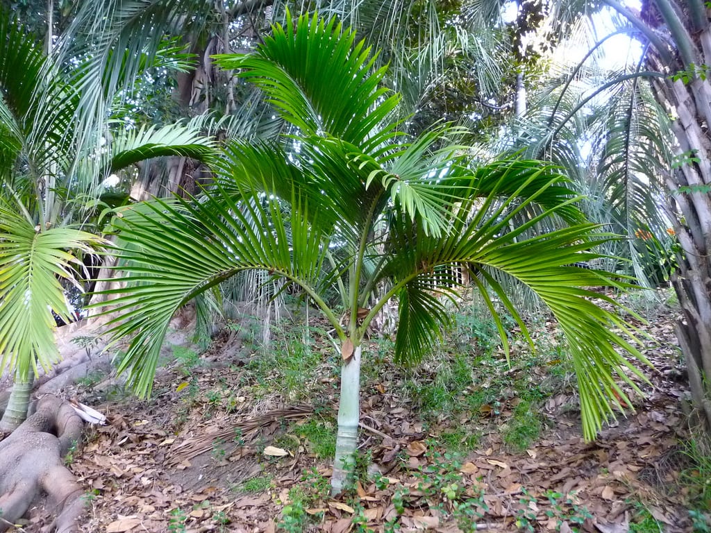 Hedyscepe canterburyana: cultivo y cuidados de la palmera paraguas