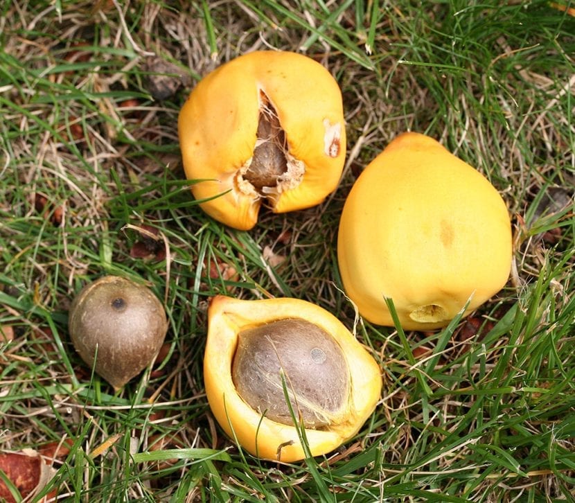 Frutos o coquitos de Jubaea chilensis en el racimo