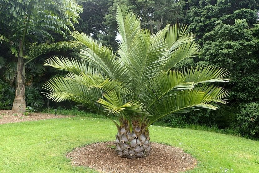 Ejemplar adulto de Jubaea chilensis con su tronco columnar