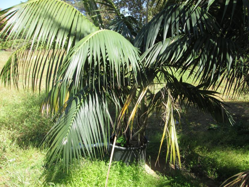 Ejemplar adulto de Howea forsteriana con las hojas pinnadas arqueadas