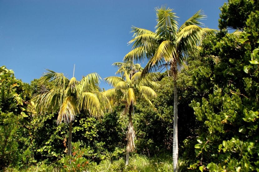 Howea forsteriana creciendo en su hábitat de la isla de Lord Howe