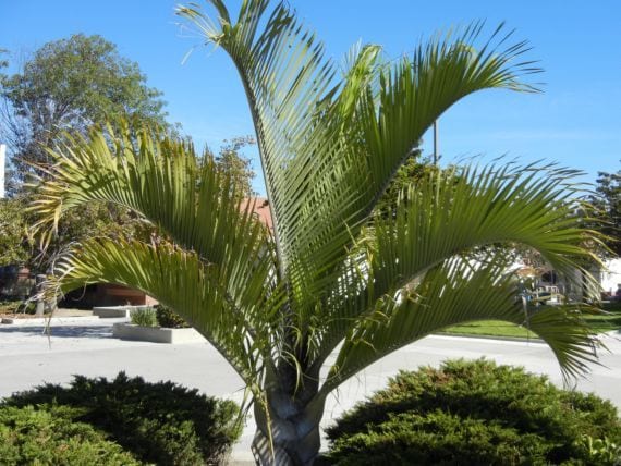 Dypsis decaryi, la palmera triangular