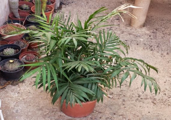 Palmera de salón: cuidados de la Chamaedorea elegans