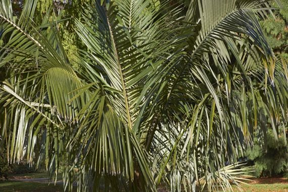Palmera adulta con la corona de hojas completa y equilibrada