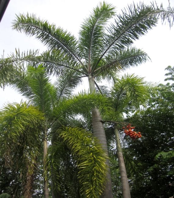 Corona de palmera ornamental de jardín con hojas plumosas