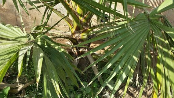 Estípite de la Washingtonia robusta con cicatrices de hojas