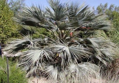 Hojas azuladas de Brahea armata