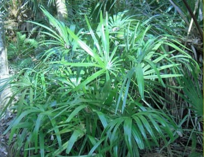 Ejemplar de Rhapidophyllum hystrix, la palmera aguja