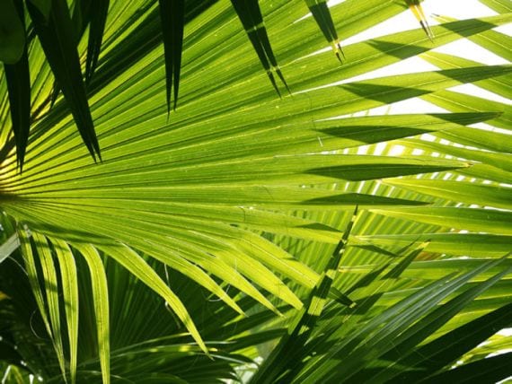 Palmeras resistentes al frío: especies y cifras reales